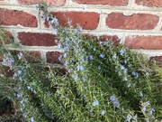7th Feb 2025 - Long-Lived Lavender