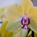 Orchid  by tosee
