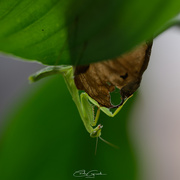 7th Feb 2025 - Hanging Around