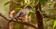 6th Feb 2025 - Robin!
