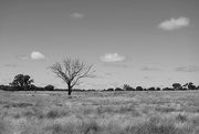 7th Feb 2025 - Lone tree