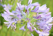 7th Feb 2025 - Busy Bee