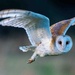 Barn Owl. by padlock