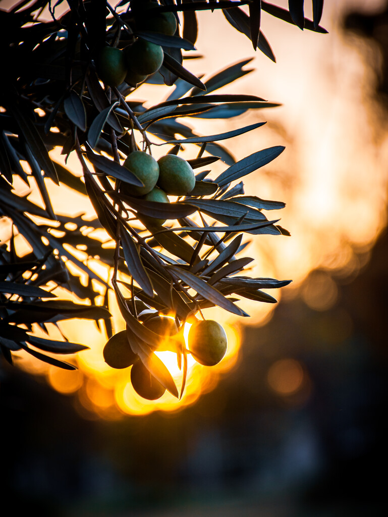 Olives by nannasgotitgoingon