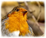 7th Feb 2025 - Mr. Robin