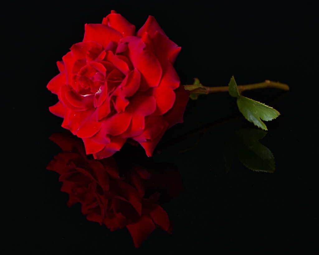 One Of My Favourites DSC_7849 by merrelyn