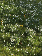 7th Feb 2025 - Snowdrops