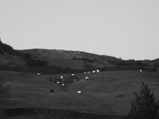 7th Feb 2025 - black sheep