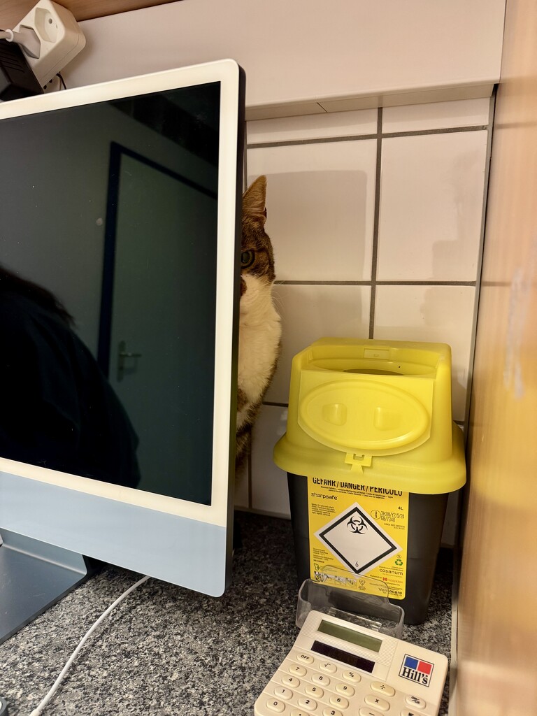 Zébulon at the veterinary.  by cocobella