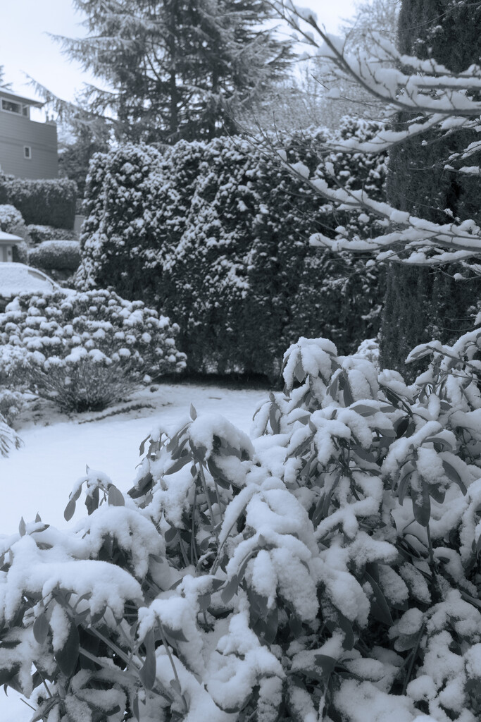 The garden in winter by cristinaledesma33