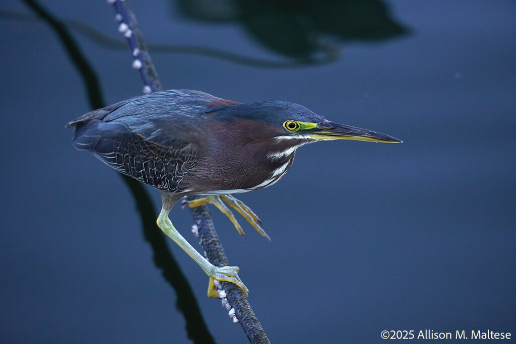 Tiny Heron on the Hunt by falcon11