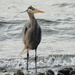 Great Blue Heron by seattlite