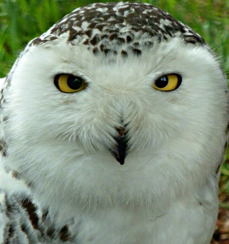 Snowy Owl by wendyfrost