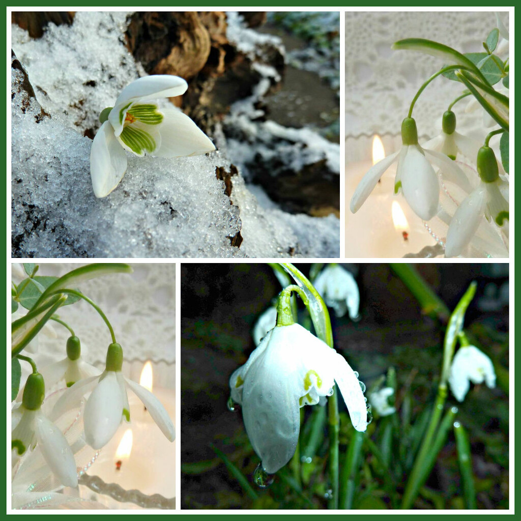Snowdrops  by wendyfrost