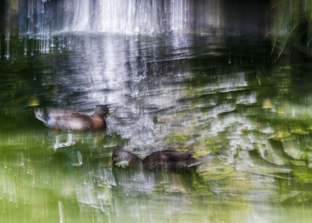 Duck Pond by yaorenliu