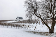 7th Feb 2025 - Winter in Niagara Vineyards