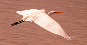 7th Feb 2025 - Egret Fly-by!