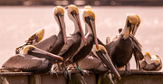 7th Feb 2025 - Brown Pelicans Taking a Break!