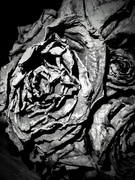 7th Feb 2025 - Faded Rose