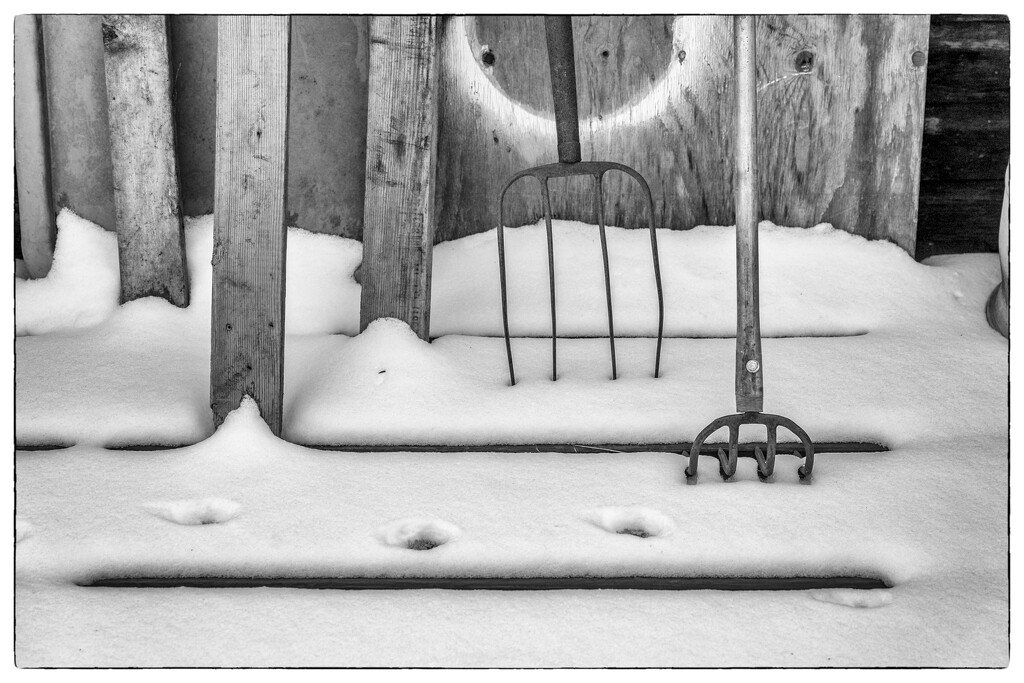 Tines & Lines: FOR Day 7 by cdcook48