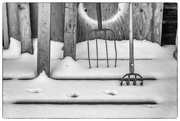7th Feb 2025 - Tines & Lines: FOR Day 7