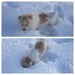 Playing in the Snow by dailypix