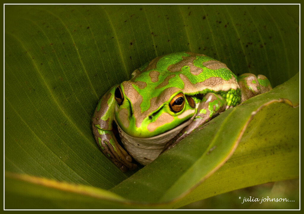 Freddie Frog... by julzmaioro