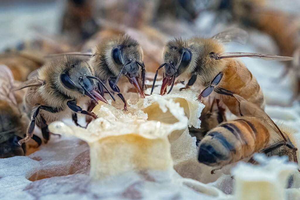 Bee Pub by helenw2