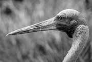 4th Feb 2025 - Brolga