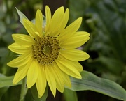 8th Feb 2025 - Sunflowers Make Me Smile P2085541