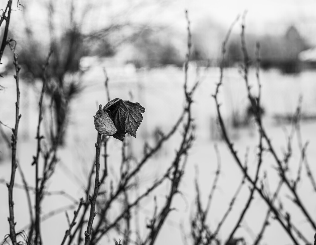 Currantly in the garden by darchibald