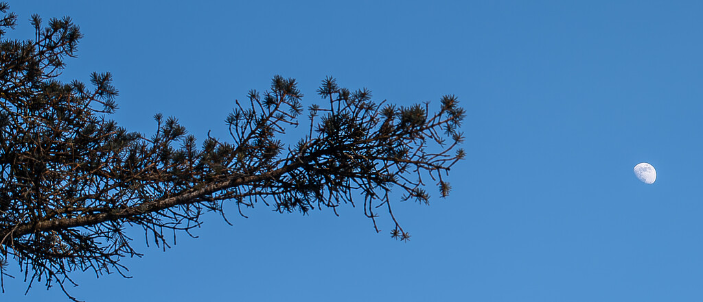 Branch and Moon by darchibald