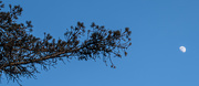 7th Feb 2025 - Branch and Moon
