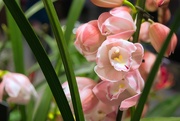 8th Feb 2025 - Cymbidium