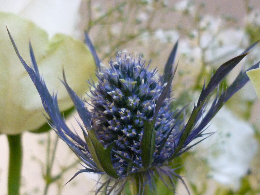 Flowers  by countrylassie