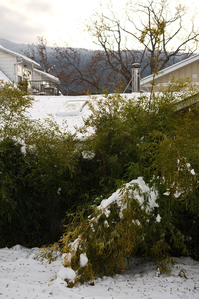 Backyard in Nelson by josharp186