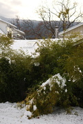 4th Feb 2025 - Backyard in Nelson