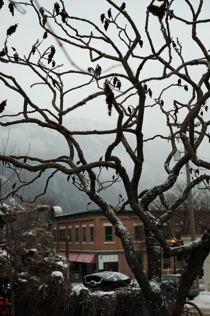 Sumac tree at Oso Negro by josharp186