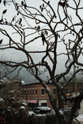 6th Feb 2025 - Sumac tree at Oso Negro