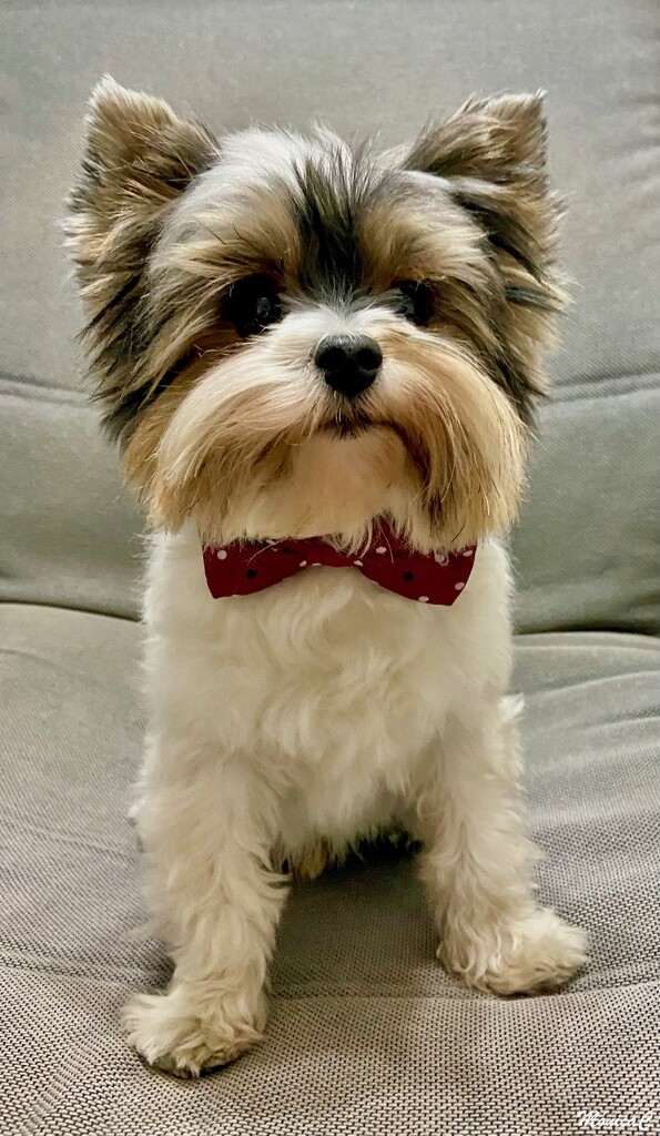 Teo in a bow tie by monicac