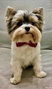 8th Feb 2025 - Teo in a bow tie