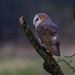 Barn Owl  by padlock