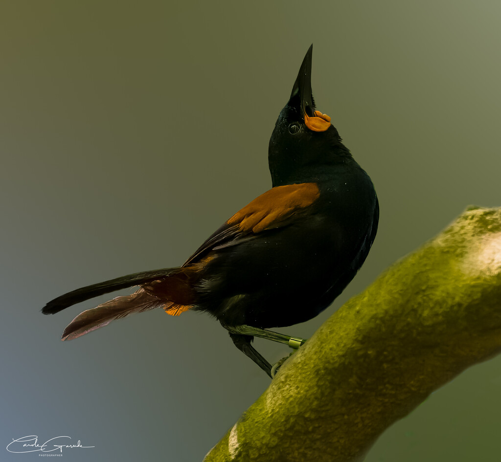 Saddleback by yorkshirekiwi