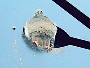 25th Jan 2025 - Plump Pigeon 