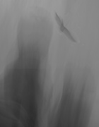 8th Feb 2025 - Just as fast as my feet can fly--2 