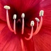 Bloom by corinnec