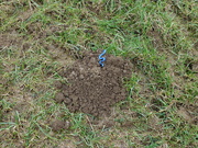 8th Feb 2025 - snakehill