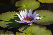8th Feb 2025 - Water Lily Survivor