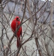 8th Feb 2025 - Red for a Grey Day