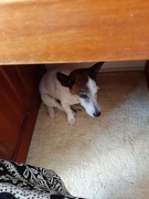 9th Feb 2025 - Hiding Spot 